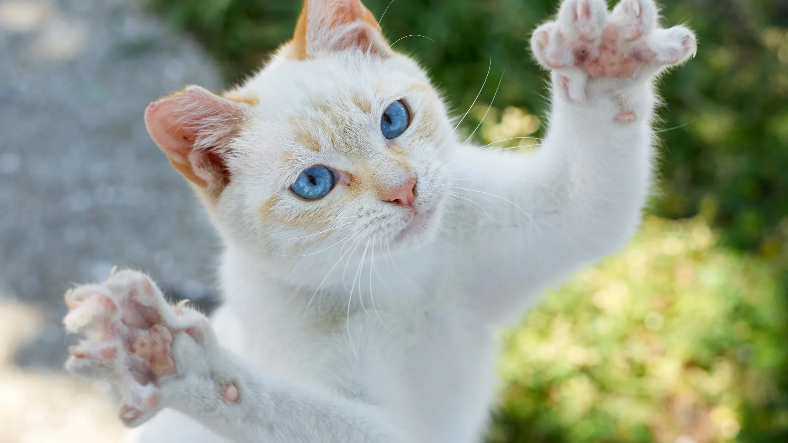 кот, кошка