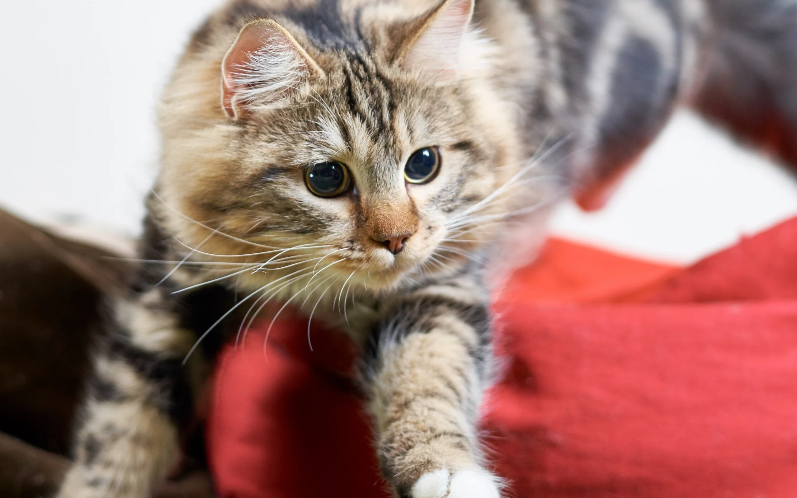кот, кошка