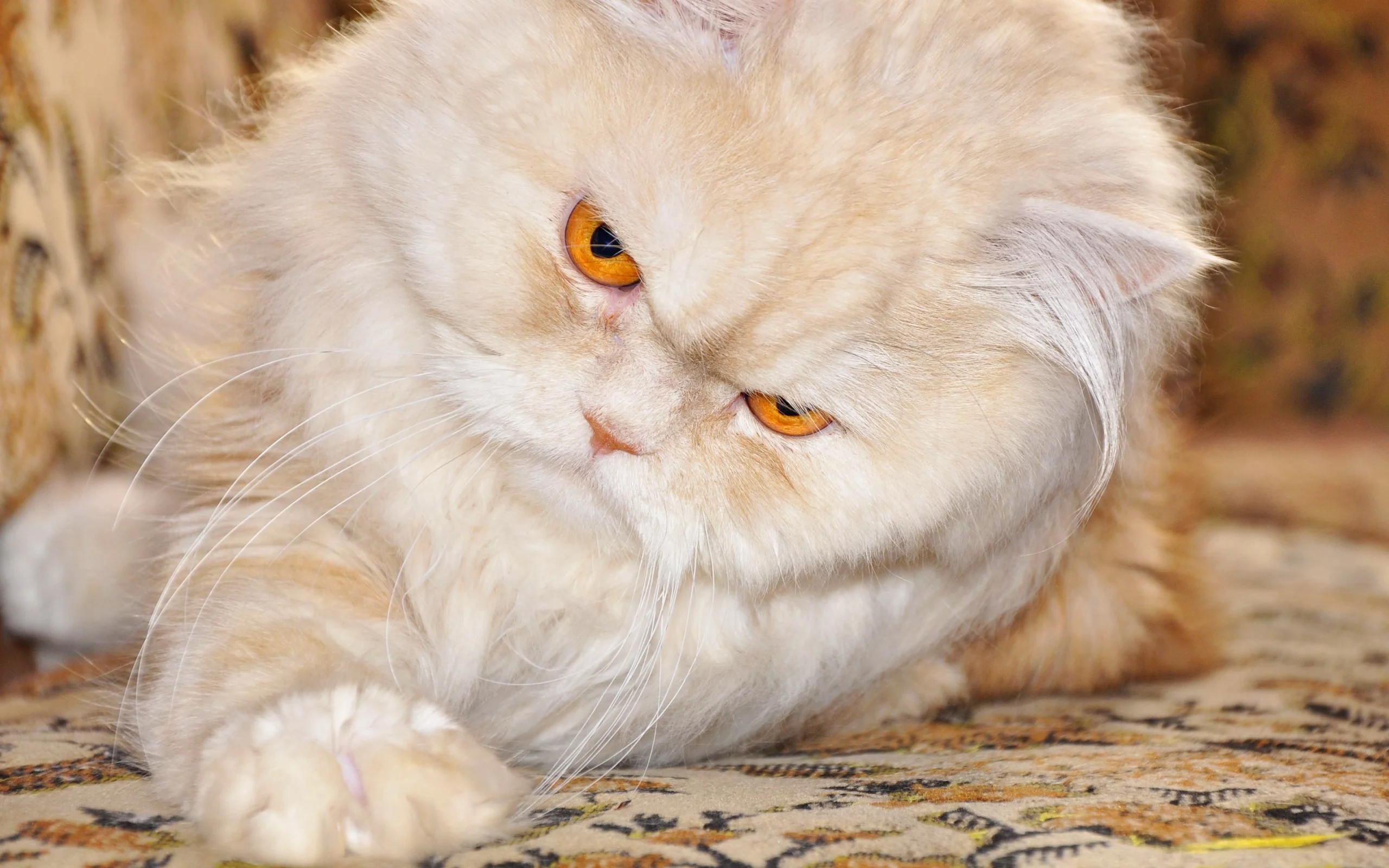 кот, лапка, персидский