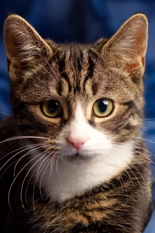 глаза, взгляд, котейка