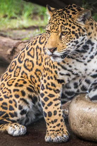 ягуар, кот