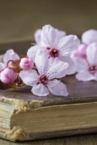 вишня, стиль, книга, цветки, ветка вишни