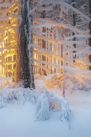 зима, лес, свет, снег, деревья, природа
