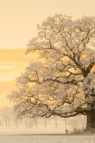 зима, свет, снег, природа, дерево, утро, ермания, фотограф, дымка, дуб