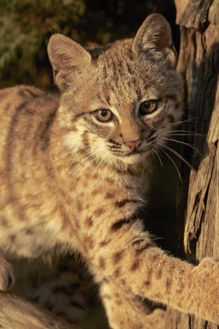 детёныш, котёнок, рысь