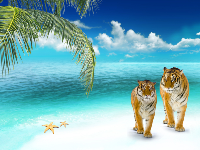кот, кошка, тигры, тропики