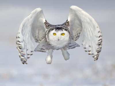 зима, снег, полет, сова, взлет, полярная сова, белая сова