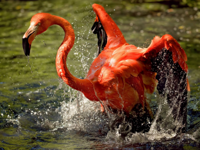 вода, фламинго
