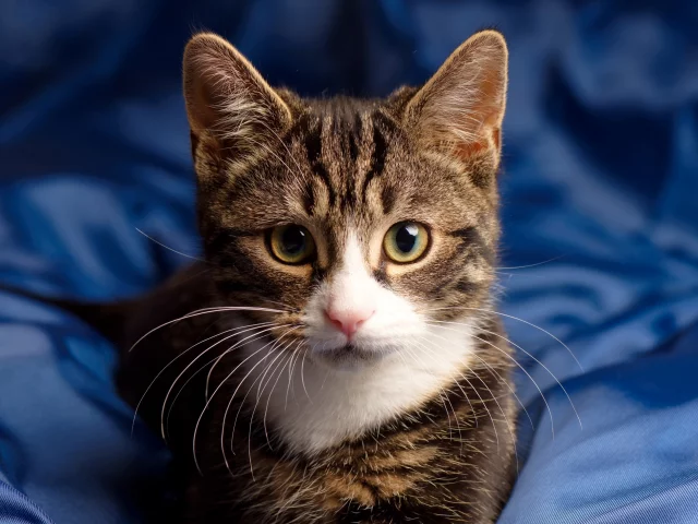 глаза, взгляд, котейка