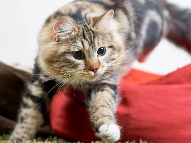 кот, кошка