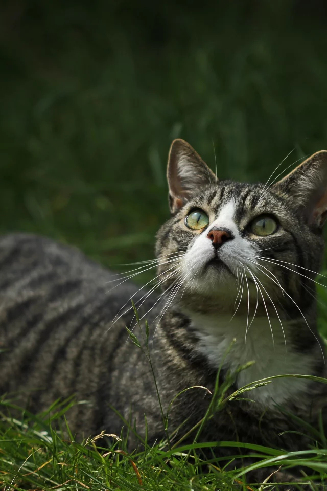 глаза, взгляд, котейка