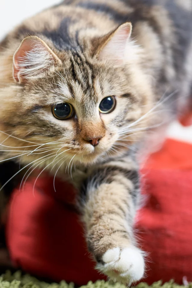 кот, кошка