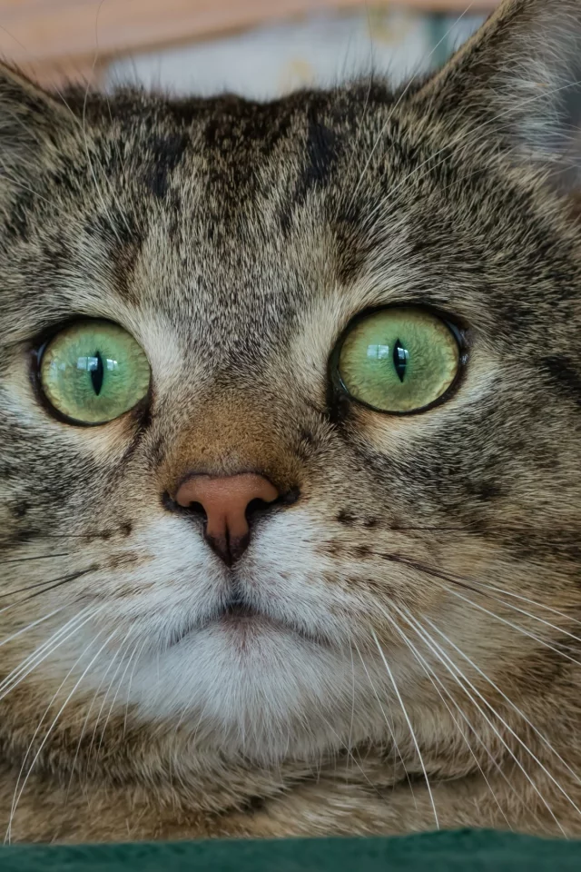 котёнок, взгляд, кот, кошка