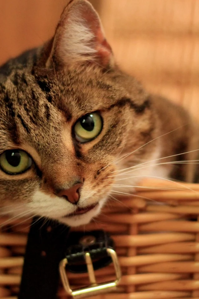 котёнок, взгляд, кот, кошка
