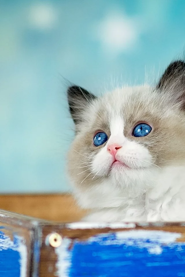 кошка, взгляд, котенок, фон, коробка, голубой, пушистый, ящик, мордашка, милашка, голубоглазый, торчит