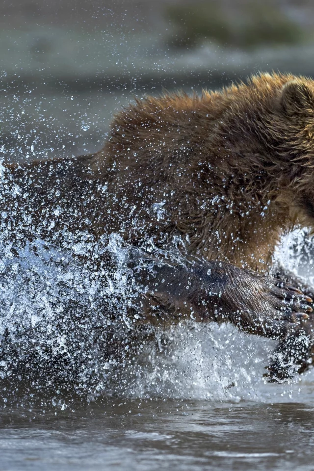вода, брызги, медведь, бег