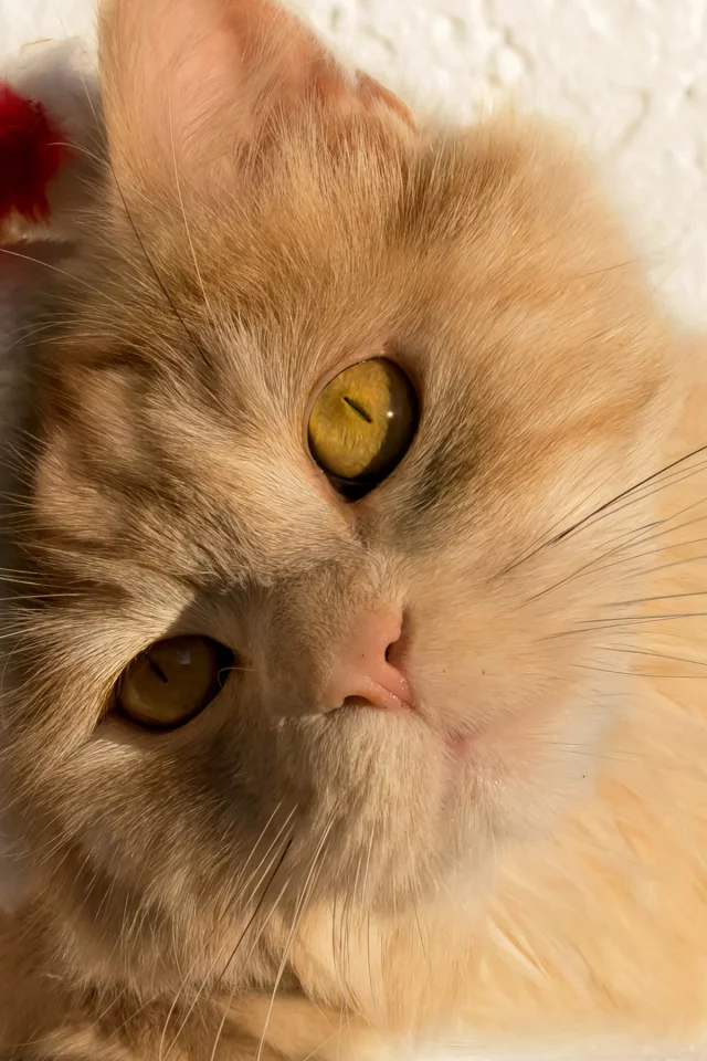 кошка, кот, взгляд, мордочка
