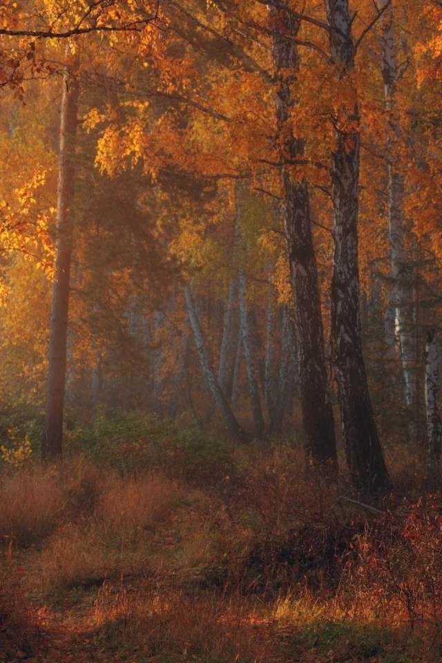 лес, березы, вечер