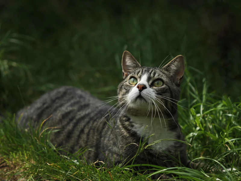 глаза, взгляд, котейка