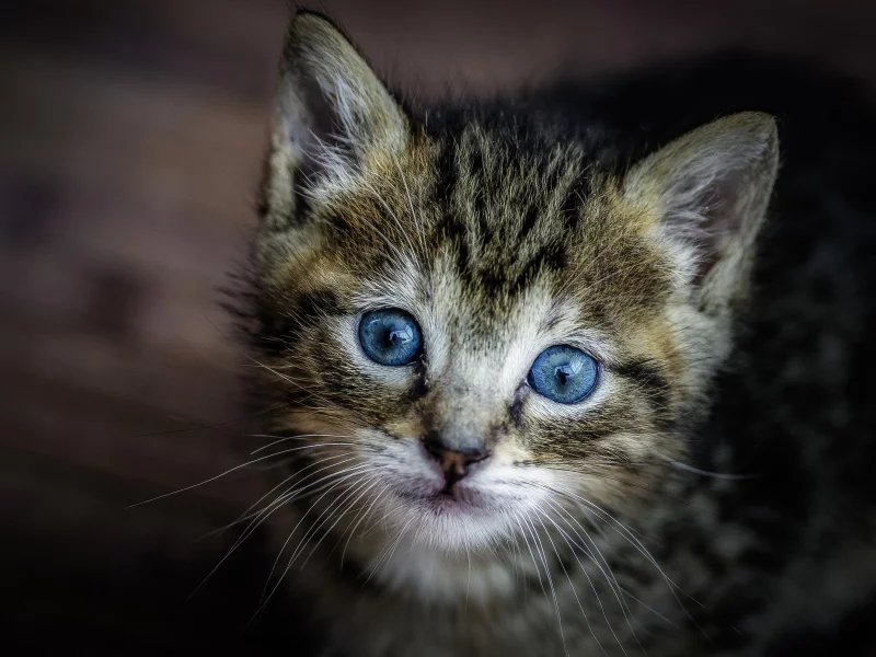 котёнок, взгляд
