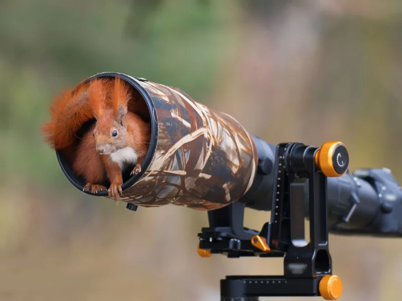 белка, фотоаппарат