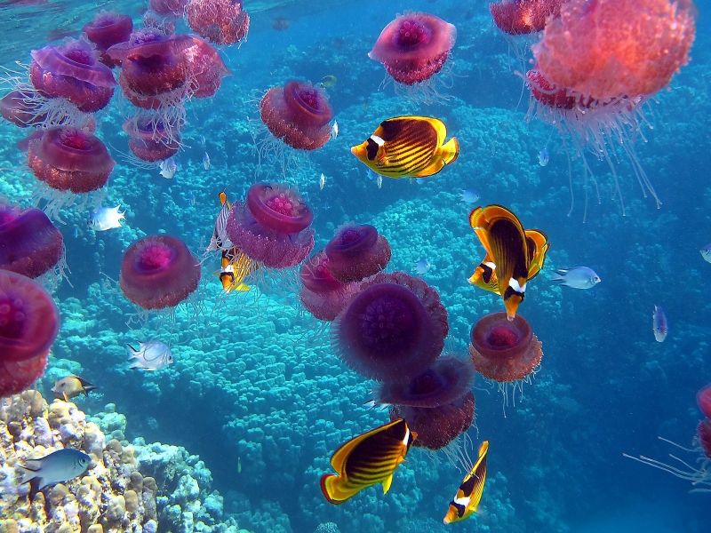 море, рыбы, океан, кораллы, медузы, подводный мир