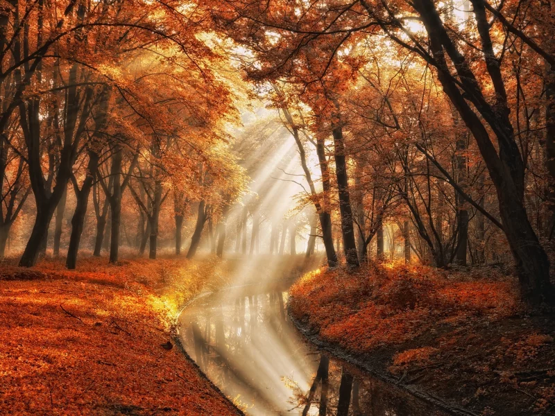 осень, вода, лучи, свет, деревья, природа, фотограф, канал