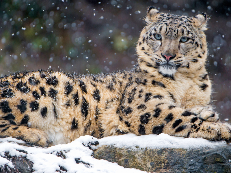 зима, взгляд, снег, кошки, камни, фон, портрет, лежит, снежный барс, барс, дикие кошки, снегопад, зоопарк