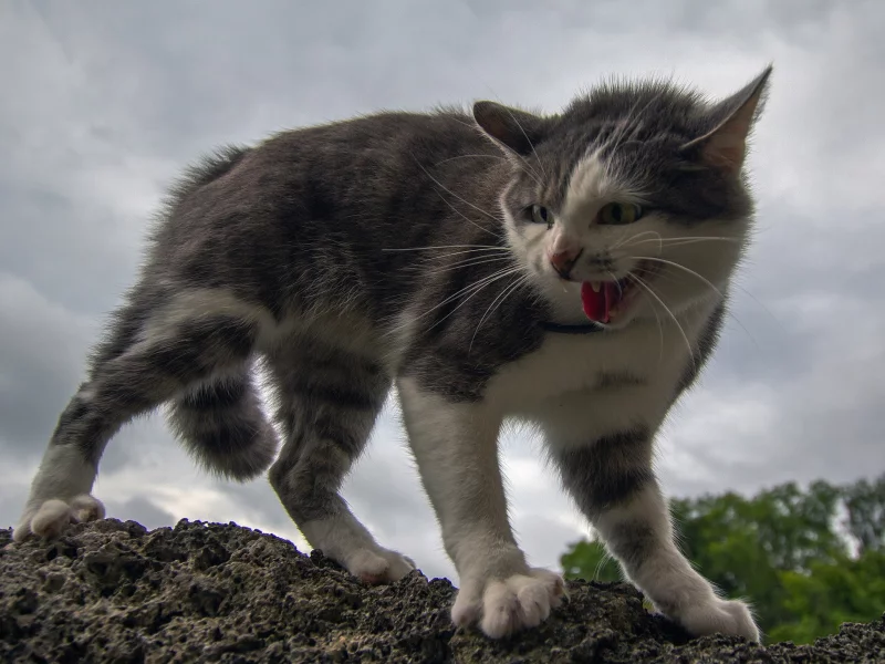 кошка, котёнок