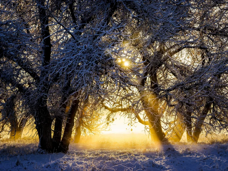 природа, красота