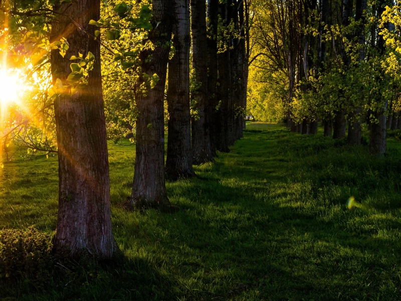 природа, красота