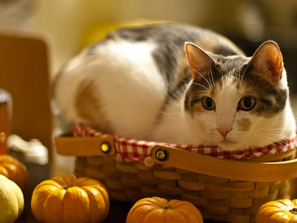 кот, тыква