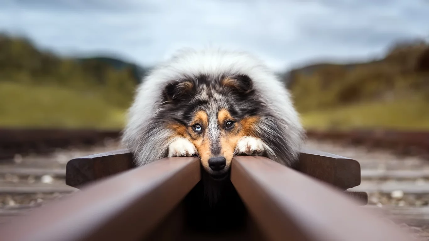 собака, колли, рельсы
