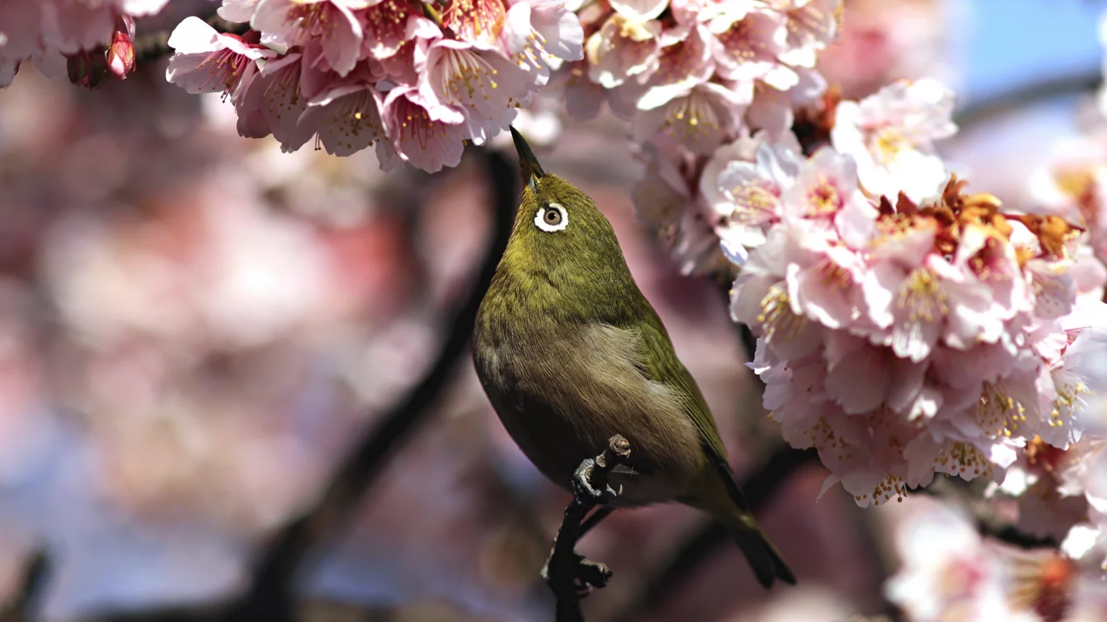 весна, сакура, птица, белоглазка, whiteeye, белый глаз, ветка, цветы