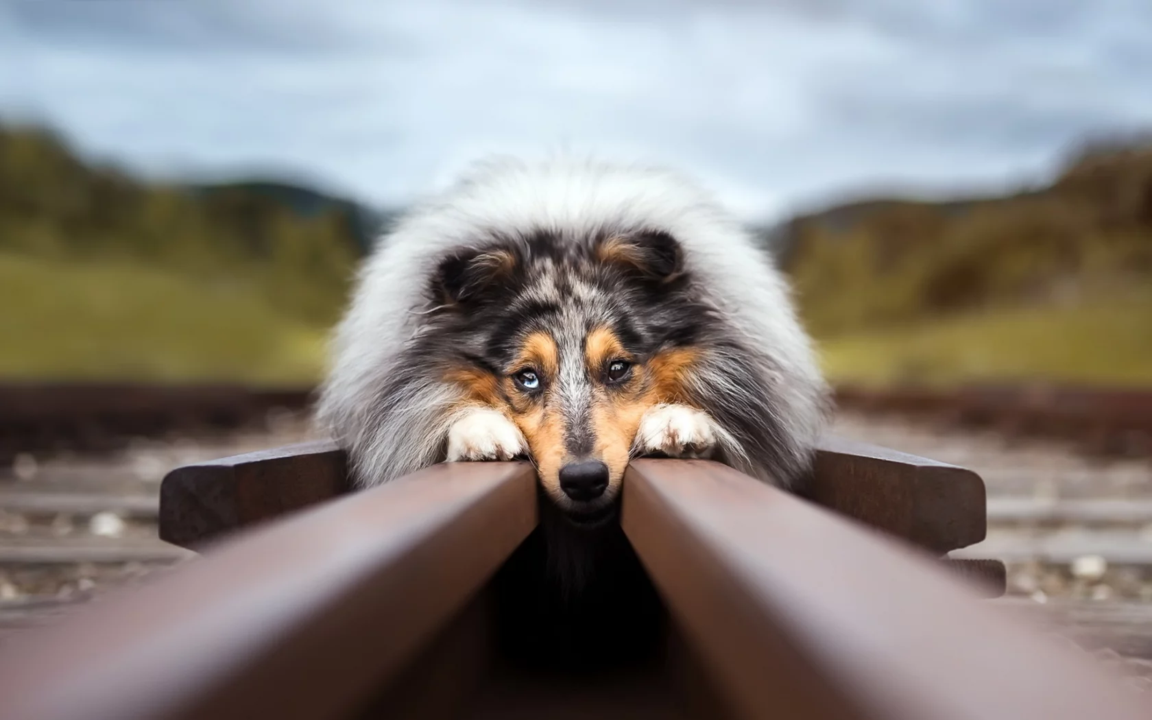 собака, колли, рельсы