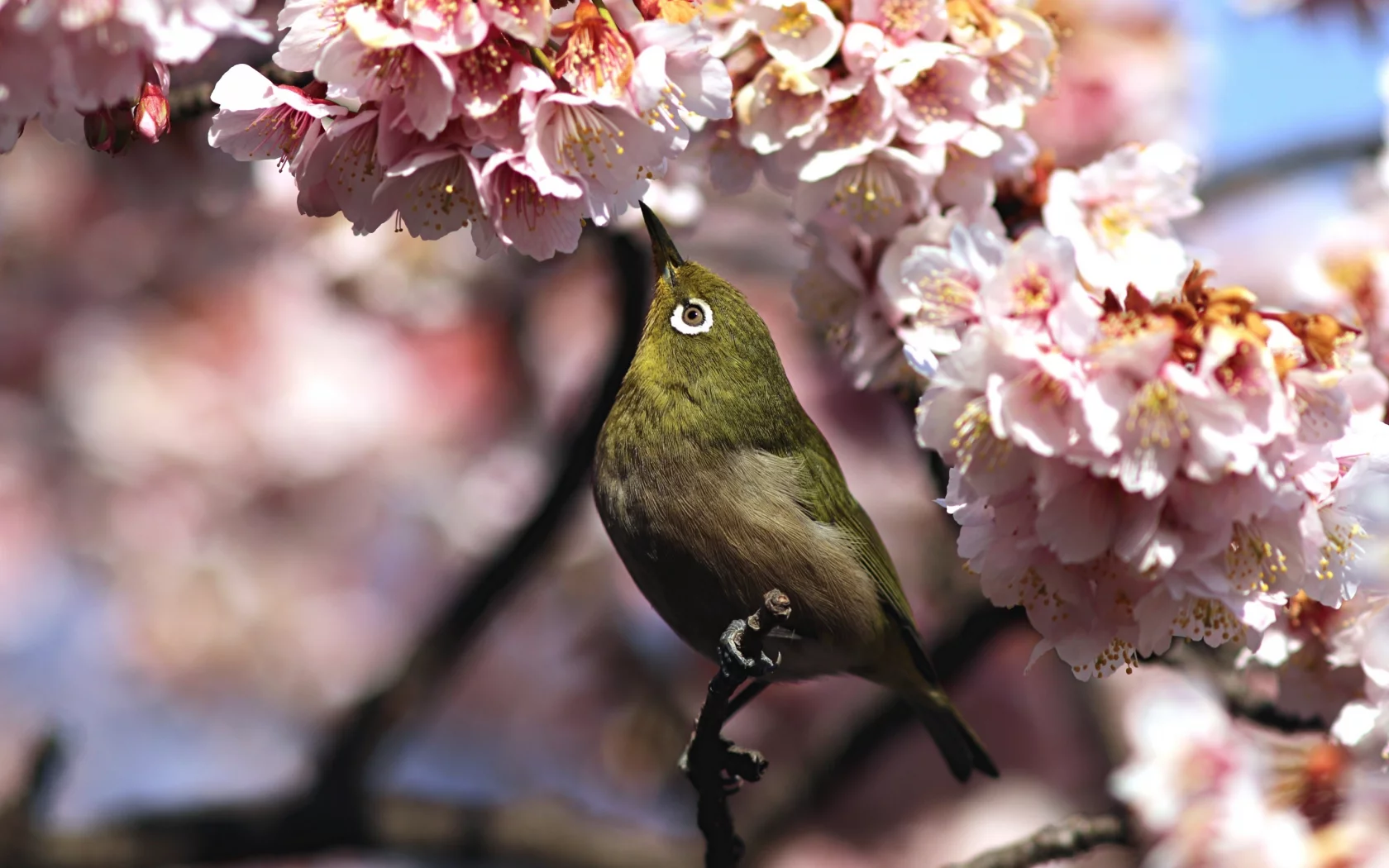 весна, сакура, птица, белоглазка, whiteeye, белый глаз, ветка, цветы