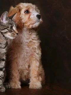 друг, взгляд, собака, кот