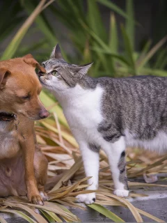 друг, взгляд, собака, кот