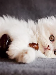 кот, смотрит