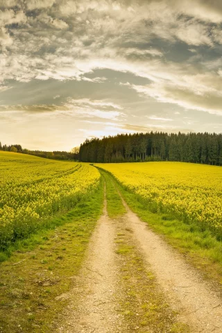 дорога, поле, лето, рапс