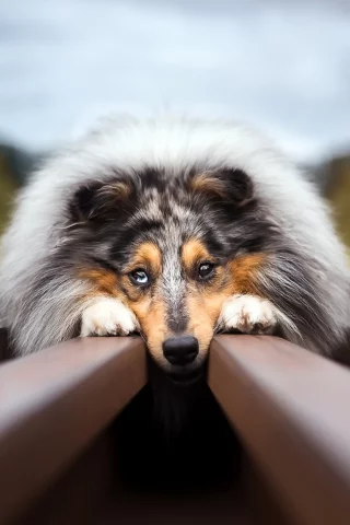 собака, колли, рельсы
