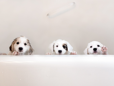щенки, ванна, трио