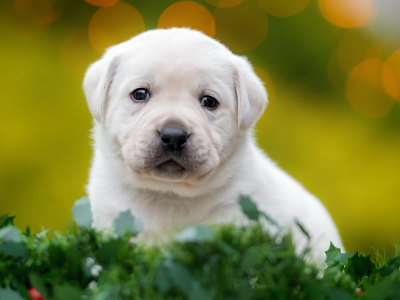 трава, белый, маленький, щенок, мордочка, собака