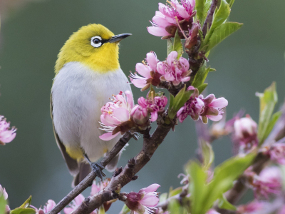 весна, птица, белоглазка, природа, whiteeye, белый глаз, ветка, цветы