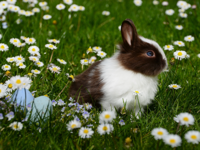 трава, ромашки, яйца, пасха, кролик, крашенки, животное, цветы