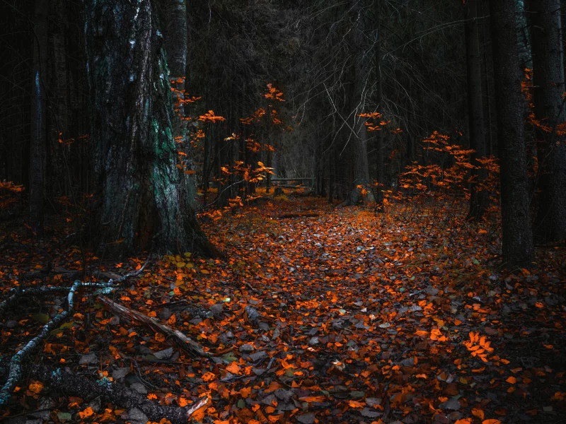 лес, осень
