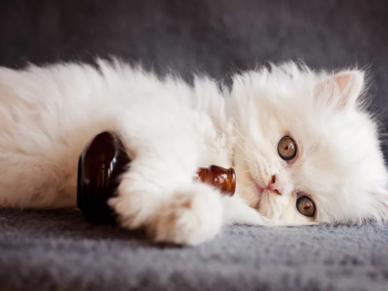 кот, смотрит