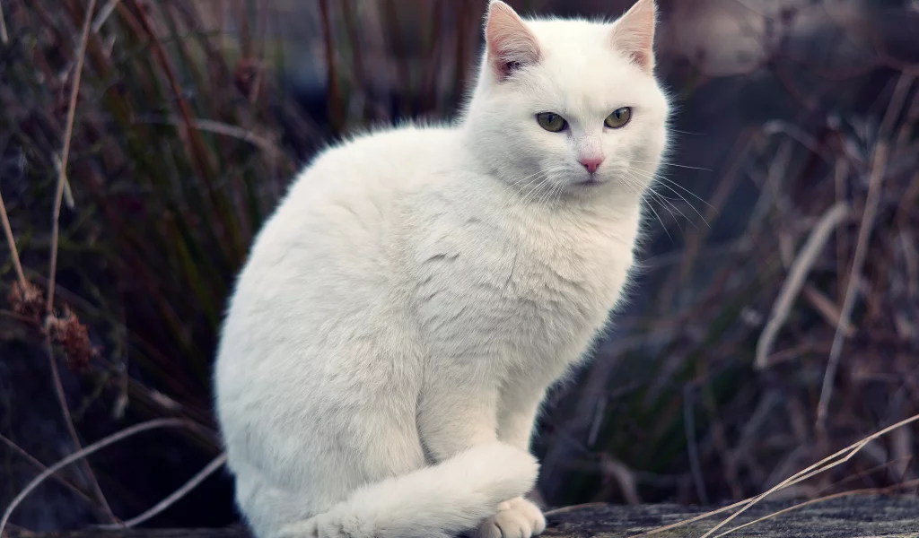 кот, трава, белый, кошка, боке