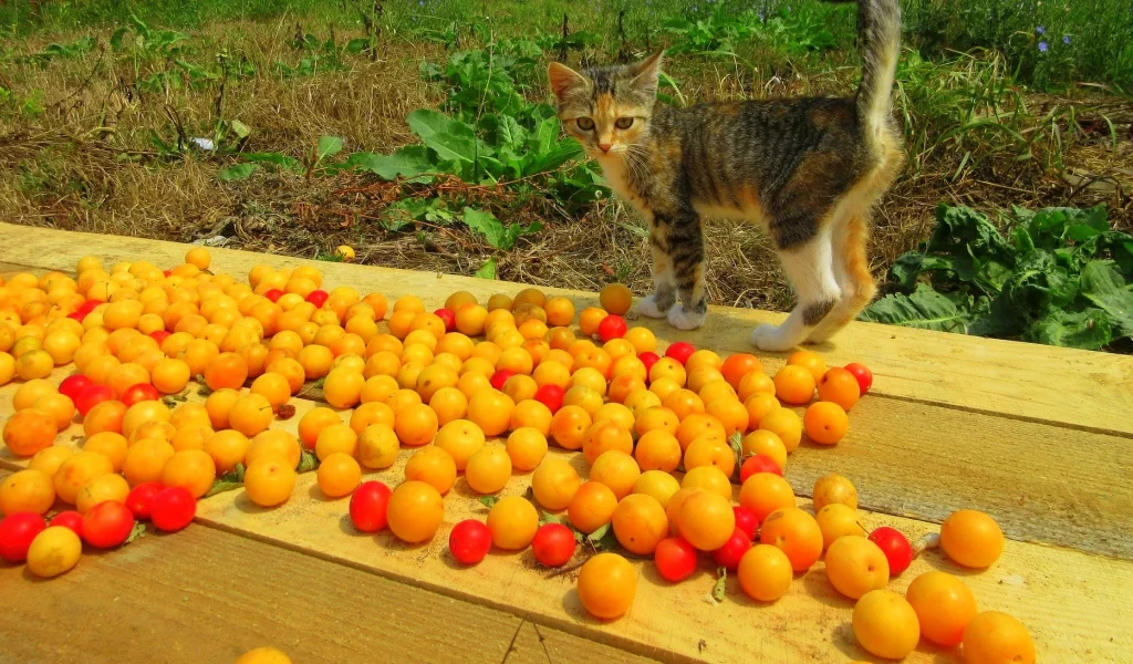 сливы, котёнок