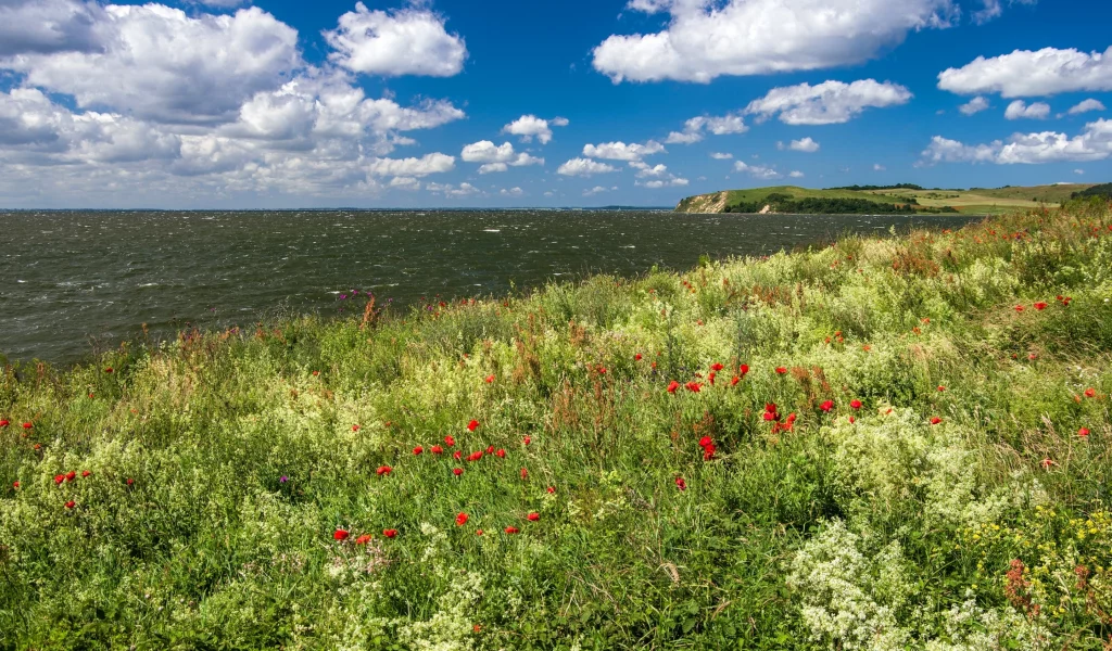 облака, горизонт, небо, солнце, маки, море, побережье, германия, трава, цветы